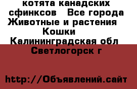 котята канадских сфинксов - Все города Животные и растения » Кошки   . Калининградская обл.,Светлогорск г.